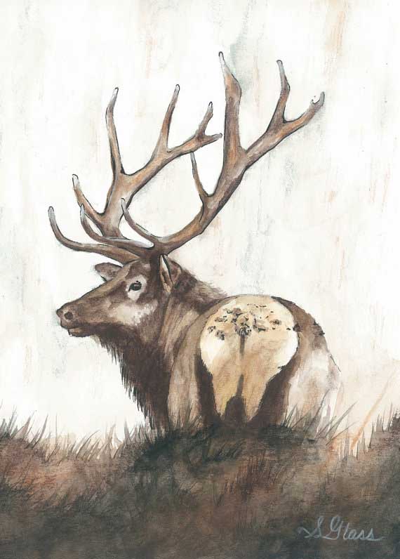 Elk - Colorado King